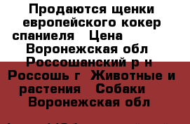 Продаются щенки европейского кокер спаниеля › Цена ­ 6 000 - Воронежская обл., Россошанский р-н, Россошь г. Животные и растения » Собаки   . Воронежская обл.